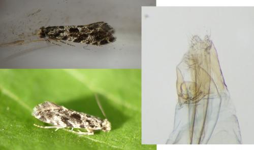 Réf. 254 456 : Nemapogon granella
